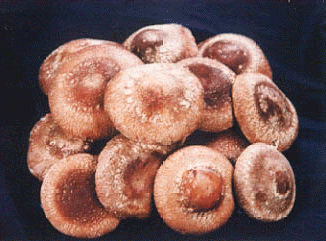 Shiitake